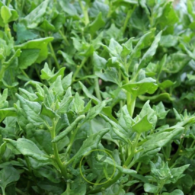 Graines de légumes anciens à semer au potager