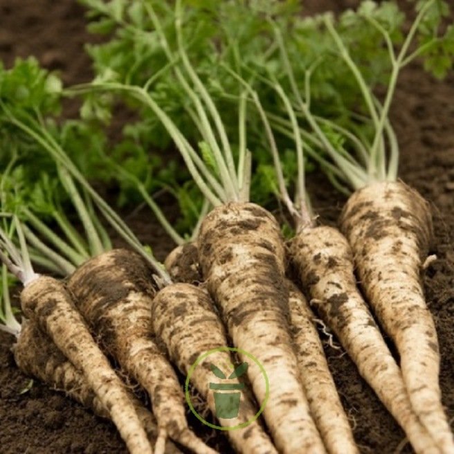 Graines de légumes anciens à semer au potager