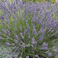 Graines de Lavande vraie BIO  Lavandula angustifolia BIO - Mellifère