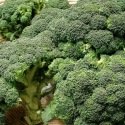 Chou brocoli