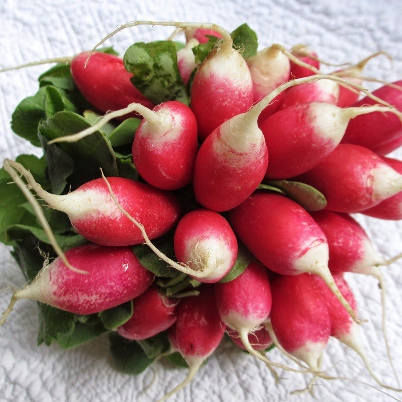 Graines de radis ronds et allongés – 4 variétés très facile à cultiver
