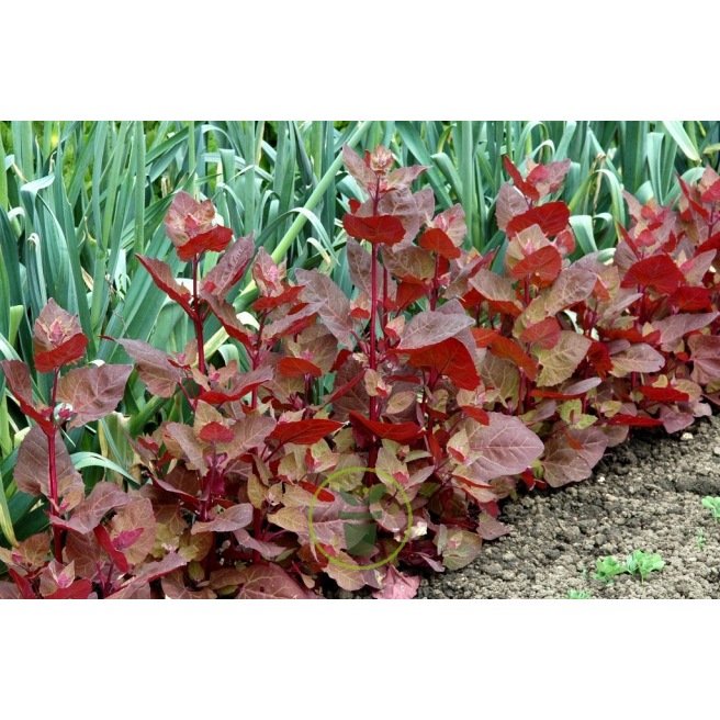 plante de gramme rouge