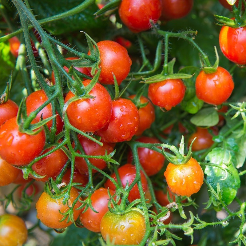Graines de Tomates cerises – 6 variétés à découvrir ou à redécouvrir