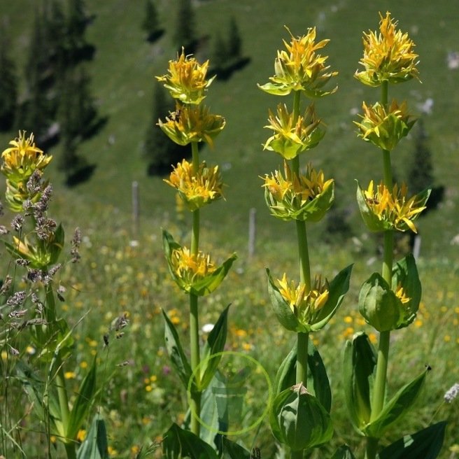 Gentiane Lutea Grande Gentiane Gentiane Jaune Par 200