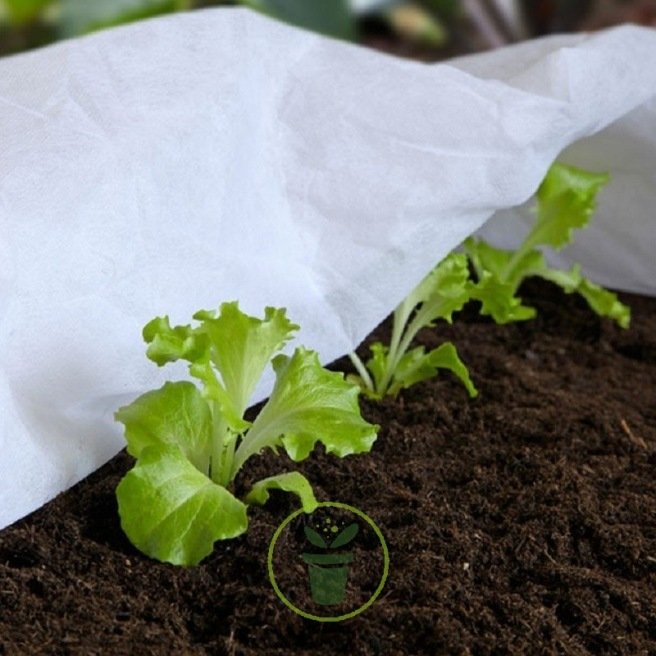 Voile d'hivernage : protection pour plantes en pot et semis