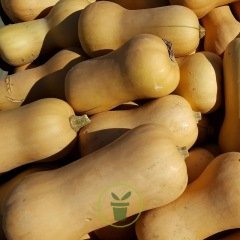 Courge Musquée Waltham (Butternut) – Semences du Portage