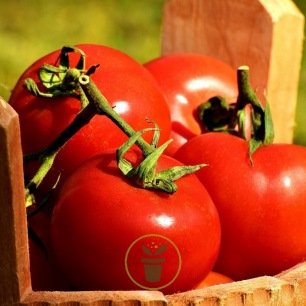 Graines de tomates à cultiver dans votre potager en vente en ligne
