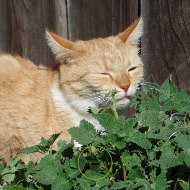 Herbe à chat - Nepeta cataria - Le Jardin du Pic Vert