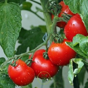 Tomates cerises bio 1 kg
