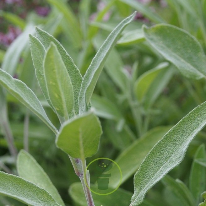 Sauge officinale - Salvia officinalis