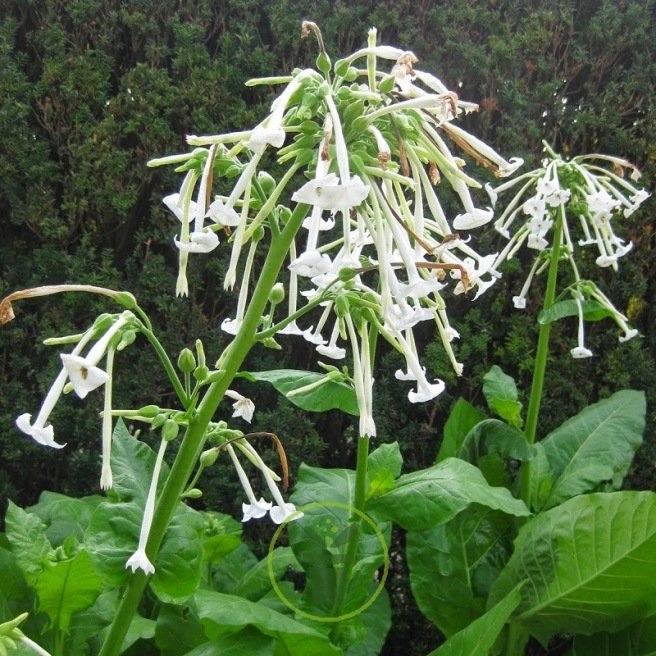 Nicotiana sylvestris – Grand tabac d'ornement 600 graines