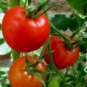 Tomate classiques 60 graines