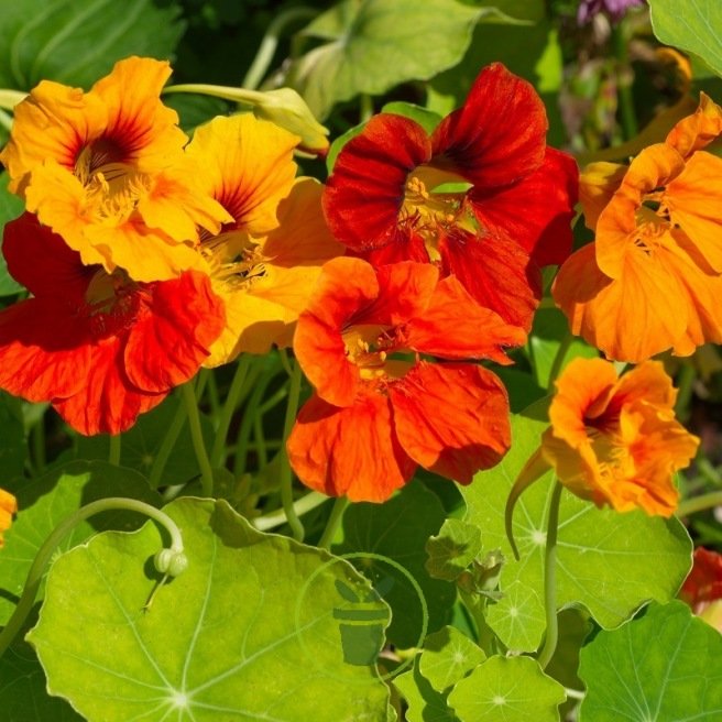 La Pousse Verte - Graines de fleurs comestibles à cuisiner en sachet