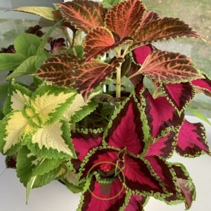 ColeusArcenCiel300graines