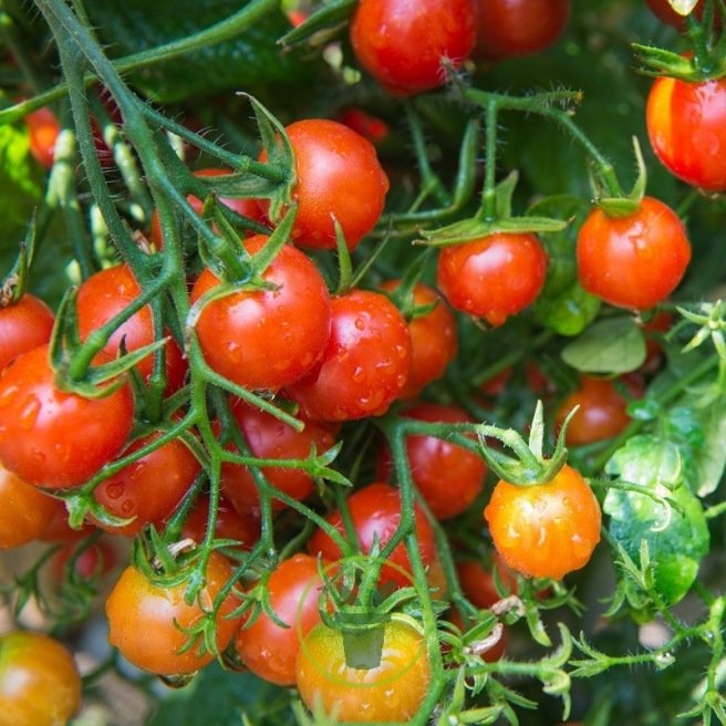 7 variétés de tomates en graines vendues en kit complet