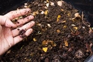 Compost : utilisations au jardin, au potager et pour les plantes en pot