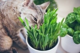 Faire pousser de l'herbe à chat - Bricofamily