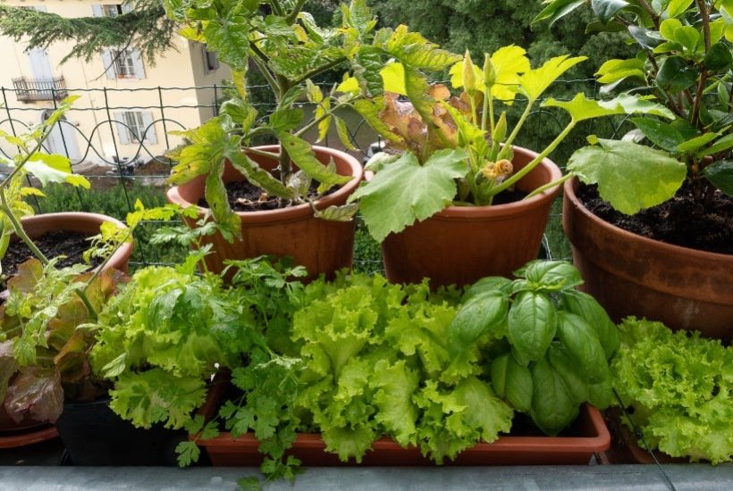 Exemples de légumes oubliés - Blog jardin