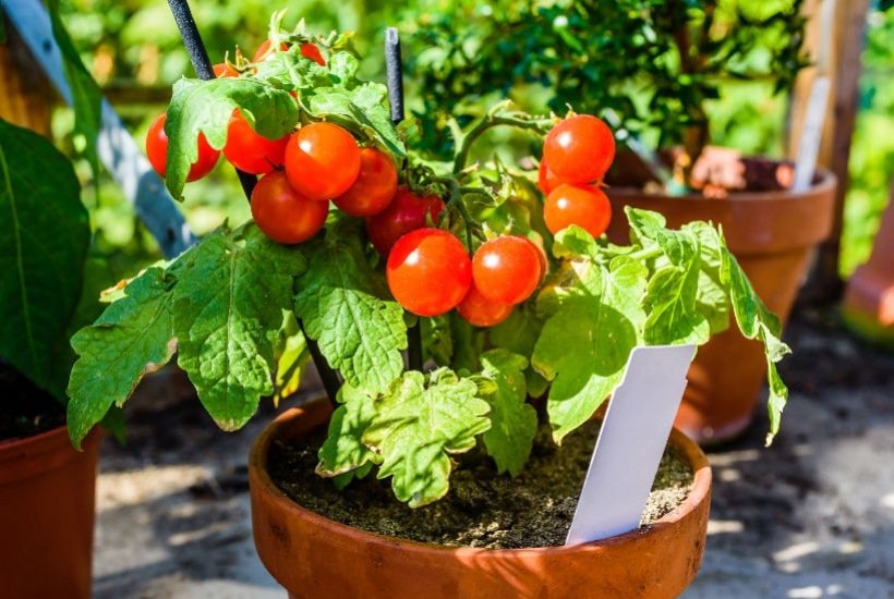 Jardinage. Tomates, poivrons.. : quels légumes pouvez-vous planter dans un  carré potager ?
