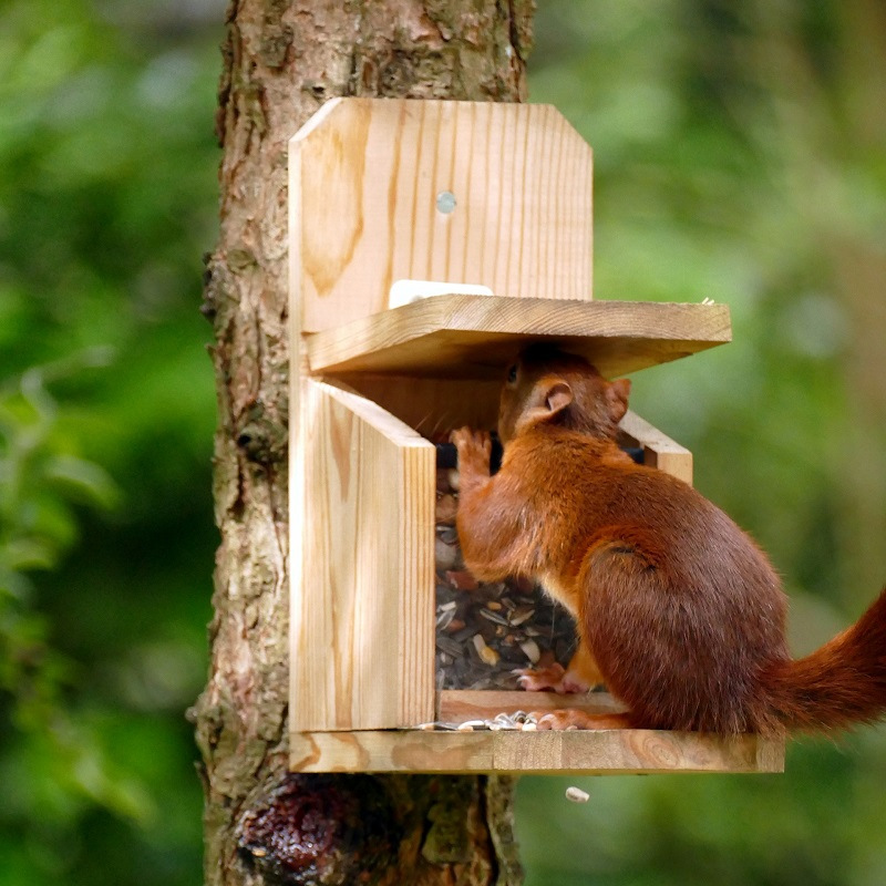 Mangeoire à oiseaux à l'épreuve des écureuils, capacité de 3,5 lb