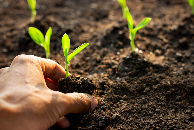 comment bien planter ses graines aromatiques - Conseils Blog Jardin