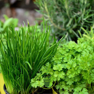 10 Bâtons de graines à planter - herbes aromatiques