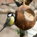 Lillebro Coquilles de noix de coco garnies d'aliments pour oiseaux