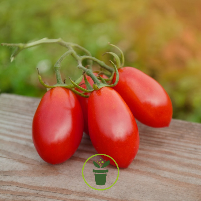 Tomate Coeur de boeuf graine semence bio, vente au meilleur prix
