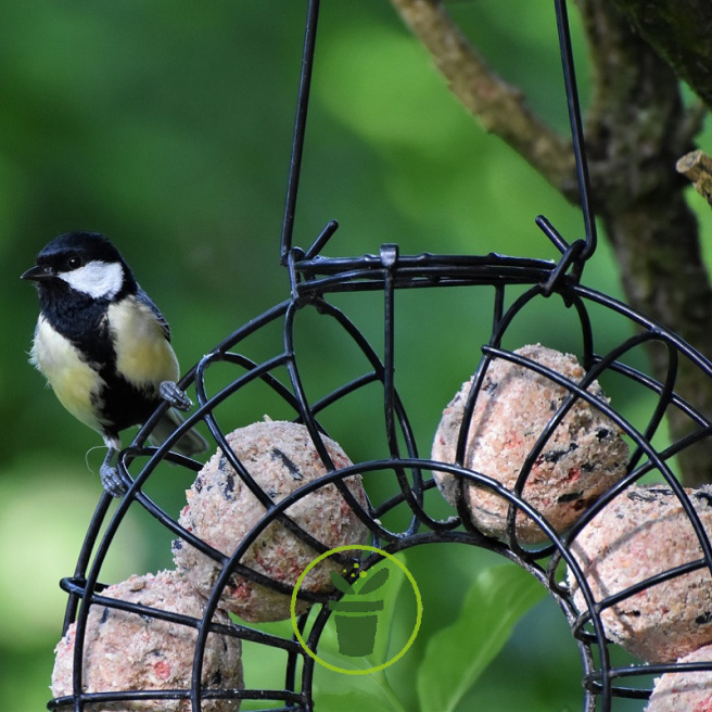 6 Boules de graisse pour oiseaux du jardin - Sans filet - 90 grammes -  Nourriture pour