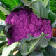 Chou-fleur Violet de Sicile 150 graines