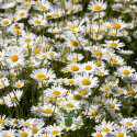 Marguerite Reine de Mai 3500 graines