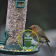 Rouge-gorge, un oiseau bien utile dans votre jardin, toute l’année !