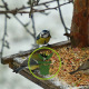 Mélanges de graines pour oiseaux du jardin durant l’hiver