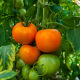 Tomate Arancia Zloty Ozarowski Orange 60 graines