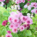 Ageratum houstonianum Pink Ball 2200 graines