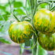 7 tomates incontournables à cultiver au jardin