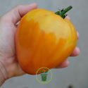 Tomate Coeur de Boeuf Orange 25 graines