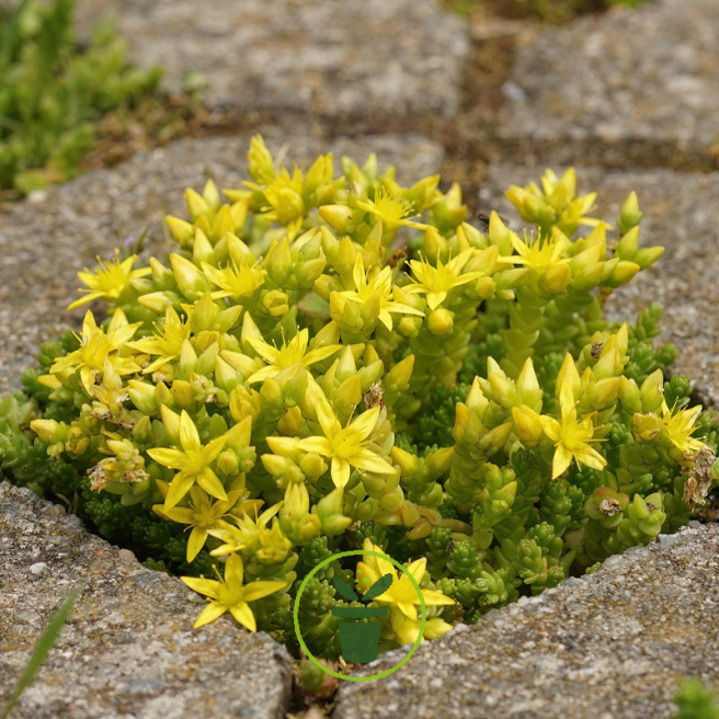 Sedum acre – Orpin brûlant +/- 1200 graines