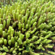 Sedum acre – Orpin brûlant +/- 1200 graines