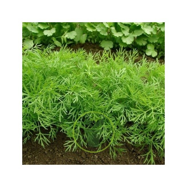 Aneth, Fenouil bâtard - Anethum graveolens - Le Jardin du Pic Vert