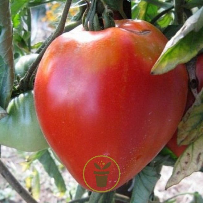 Tomate 'Coeur de Boeuf' (Variété véritable) Graines - Alsagarden