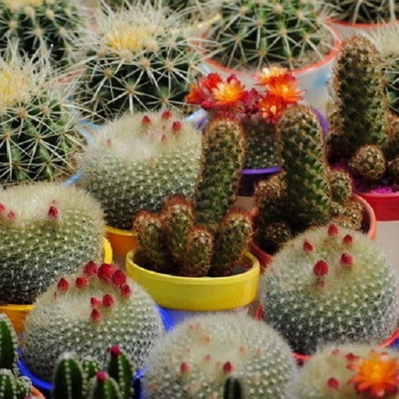 Cactus : nos conseils pour les arroser
