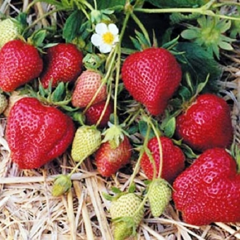 Kit Ramène ta fraise - graines de fraisiers - Angers