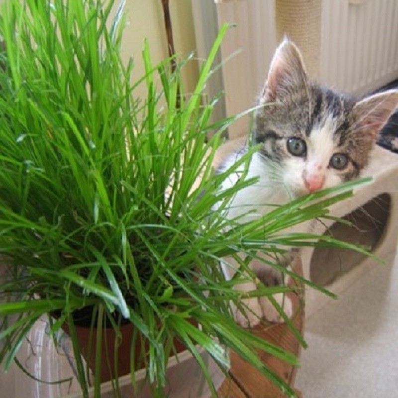Graines de cataire ou herbe aux chats