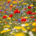 Fleurs sauvages et indigènes