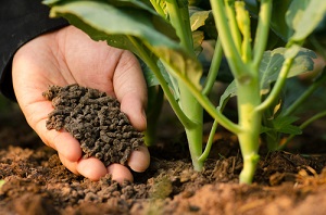 Plantes en pot : engrais et fertilisation naturelle