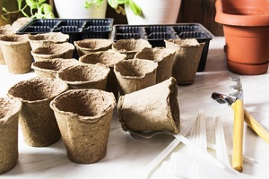 Comment bien planter des graines en pot 