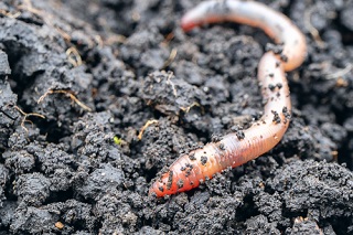 Lombricompostage : Où trouver des vers de compost ?