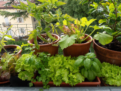 Comment entretenir les plantes d'extérieur en pot ?
