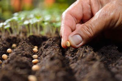Conseils pour le semis en place au potager et au jardin